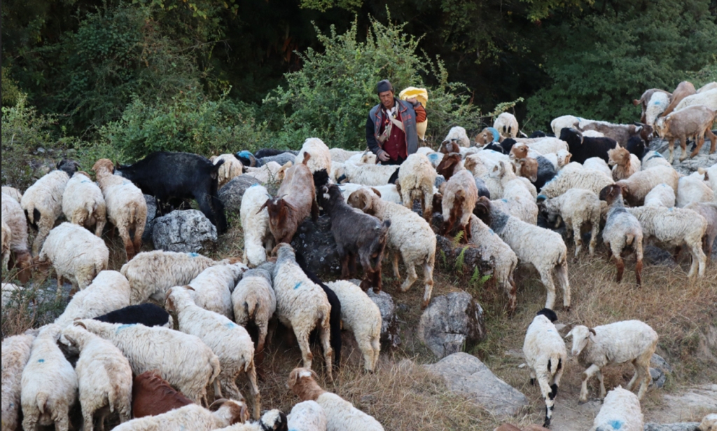 पशुपालक किसान