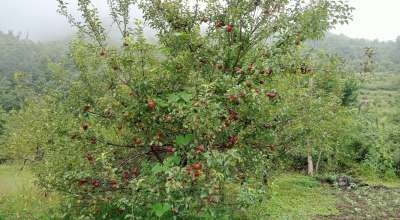 स्याउको सान