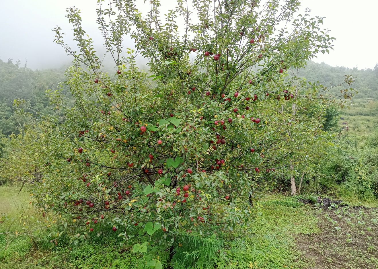 स्याउको सान