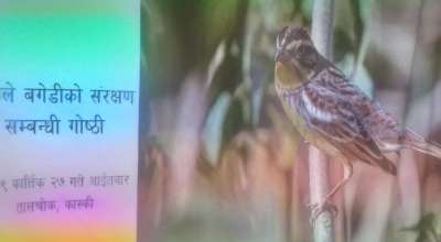 बगाले बगेडी चरा