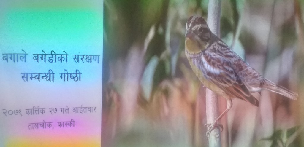 बगाले बगेडी चरा
