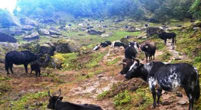 चौँरी खर्क