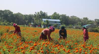 सयपत्री फूल