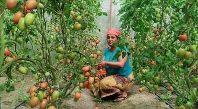 म्याग्दीमा गोलभेडा टिप्दै