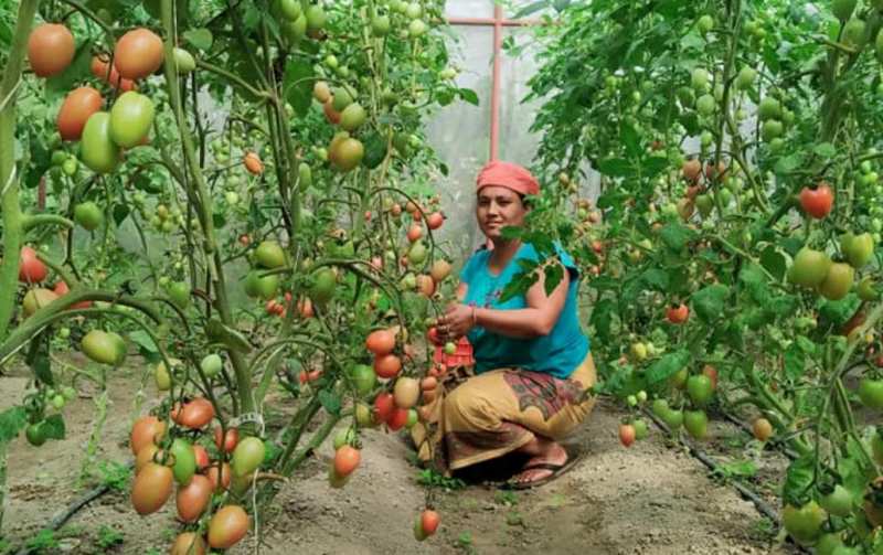 म्याग्दीमा गोलभेडा टिप्दै