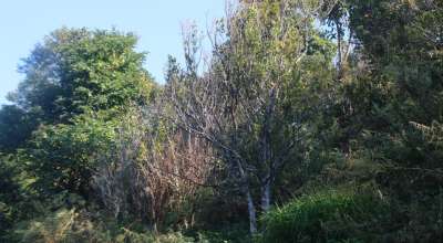 सुन्तला खेती