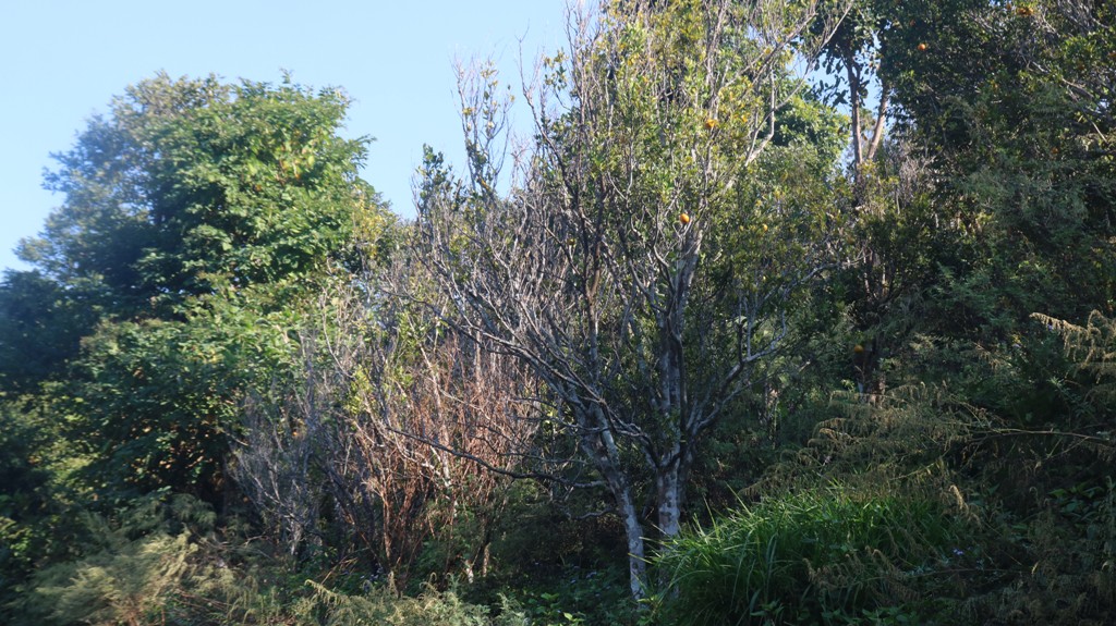 सुन्तला खेती