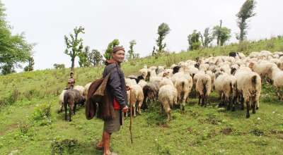 भेडीगोठ