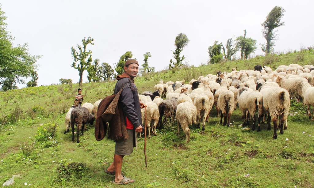 भेडीगोठ