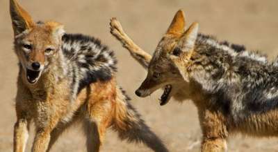 स्यालले टोकेर