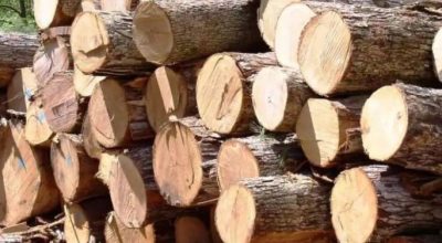 अवैध काठ