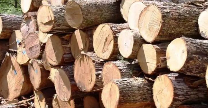 अवैध काठ