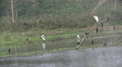 कोसीटप्पु क्षेत्रमा ठूलो सिलसिले हाँस