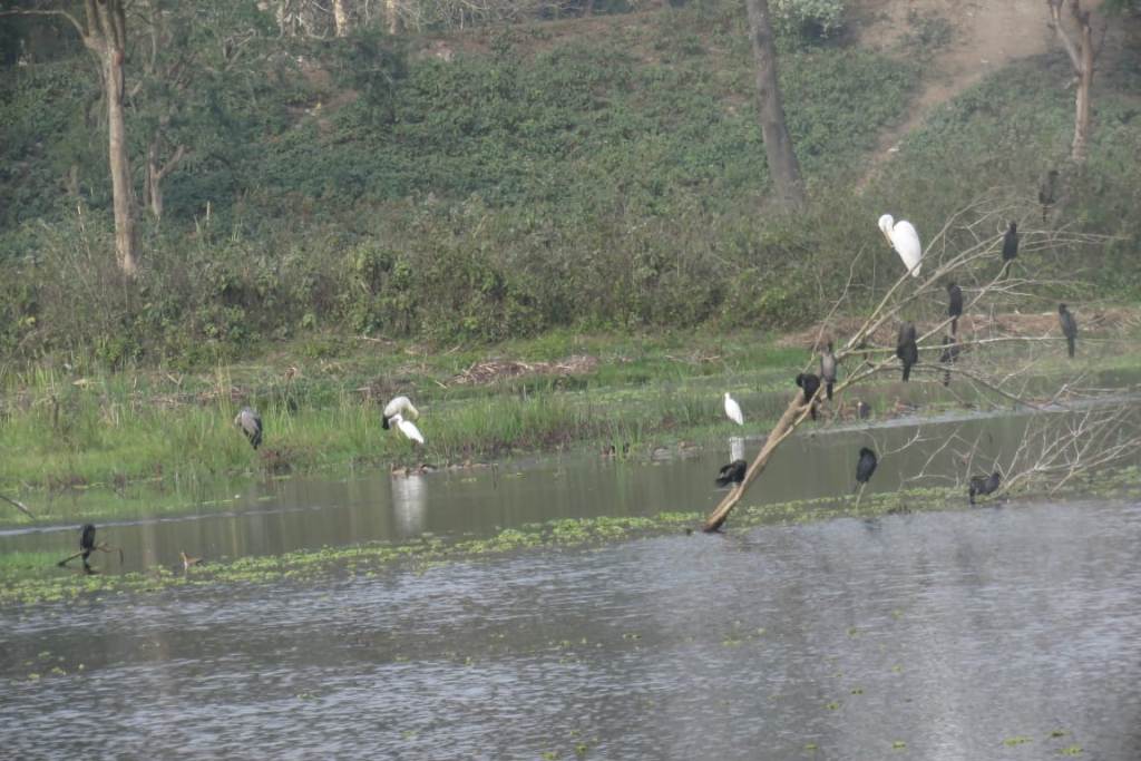 कोसीटप्पु क्षेत्रमा ठूलो सिलसिले हाँस