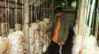 च्याउ खेती