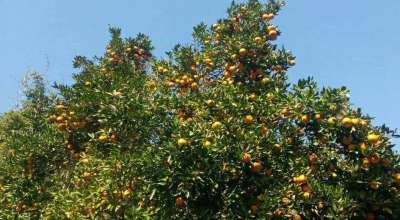 सुन्तला