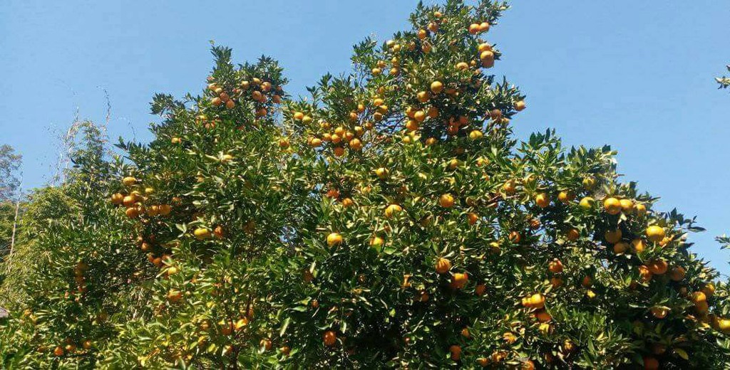 सुन्तला