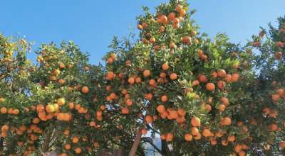 सुन्तला खेती