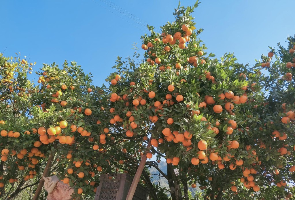 सुन्तला खेती