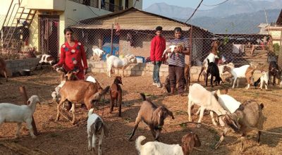 बाख्रापालन