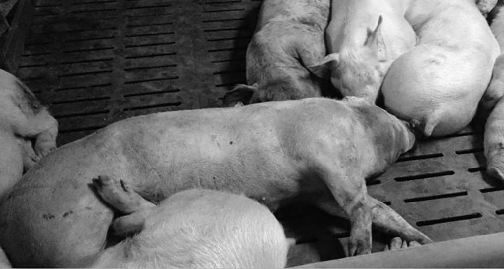 अफ्रिकन स्वाइन फिवर