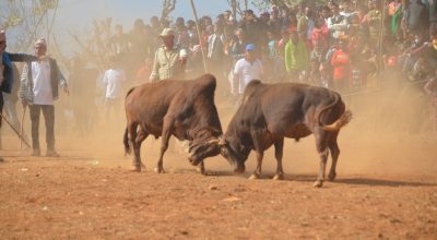 गोरु जुधाइने