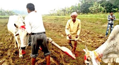हलो र गोरुको पूजा