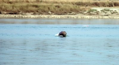 नारायणीमा डल्फिन
