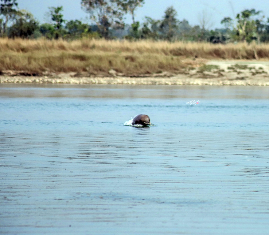 नारायणीमा डल्फिन