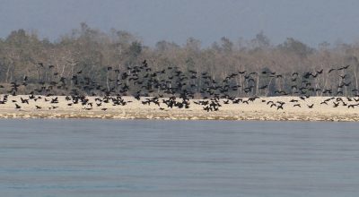 ४३ प्रजातिका चरा