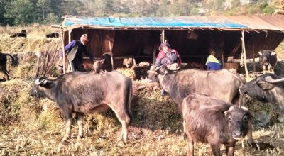 प्रेमबहादुर घर्तीमगर गाईभैसी गोठ