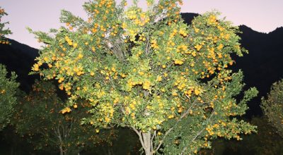 सुन्तला उत्पादन