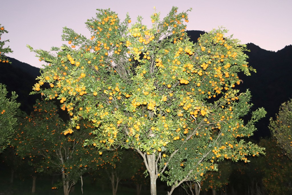 सुन्तला उत्पादन