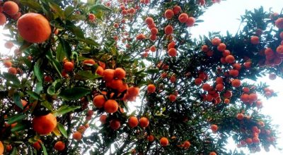 सुन्तला खेती