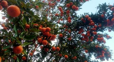 सुन्तला खेती