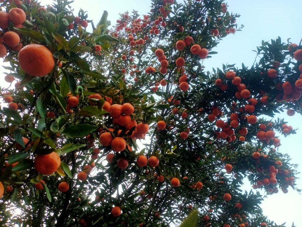 सुन्तला खेती