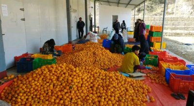 तेह्रथुममा शीतभण्डार सञ्चालन