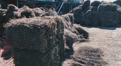 चिराइतो खेती