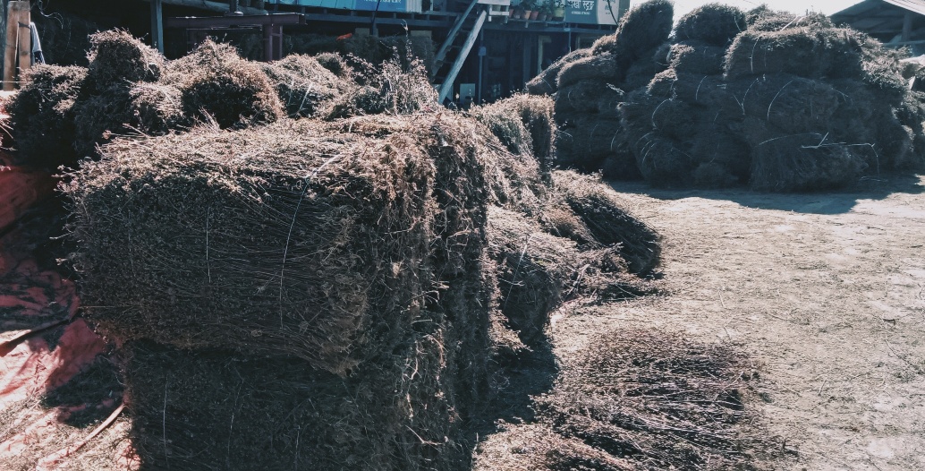 चिराइतो खेती