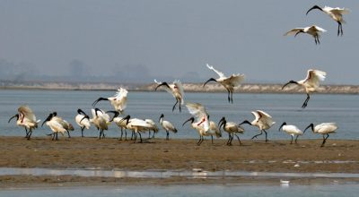 चरा गणना