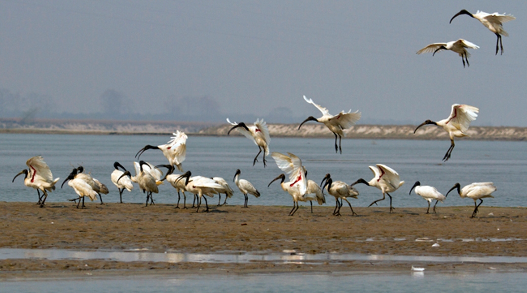 चरा गणना