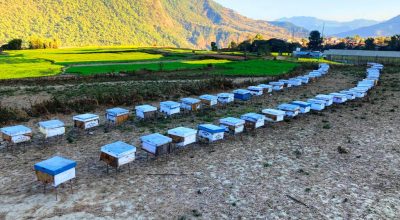 ललितपुरबाट मौरी चराउन बागलुङ !