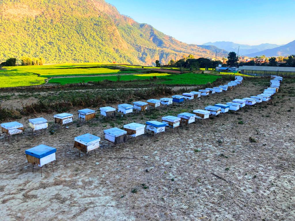 ललितपुरबाट मौरी चराउन बागलुङ !