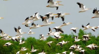 चरा गणना