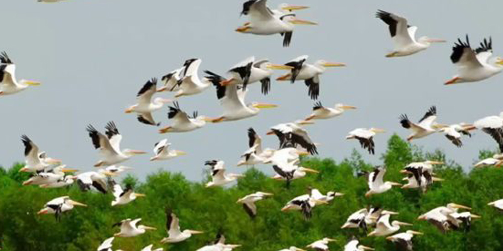 चरा गणना