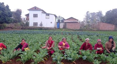 तरकारी खेती