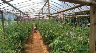 तरकारी खेती