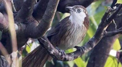 चरा फेला