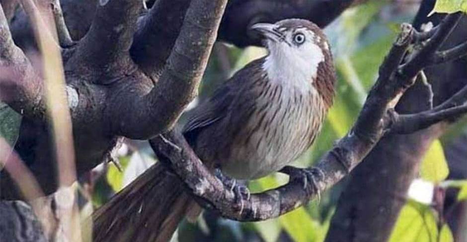 चरा फेला