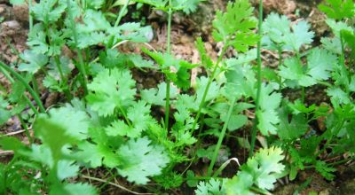 धनियाँ खेती